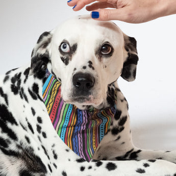 Rainbow Stripe Dog Bandana