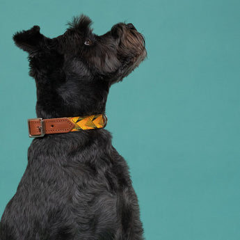 Fireworks Dog Collar