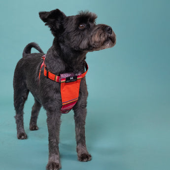 Inca Orange Dog Harness