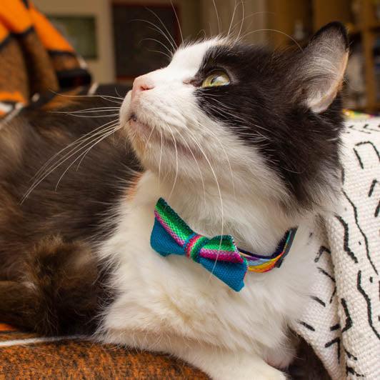 Inca Blue Cat Bow Tie-Cat Collar Bow Tie-Hiro + Wolf