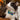 Inca Blue Cat Bow Tie-Cat Collar Bow Tie-Hiro + Wolf