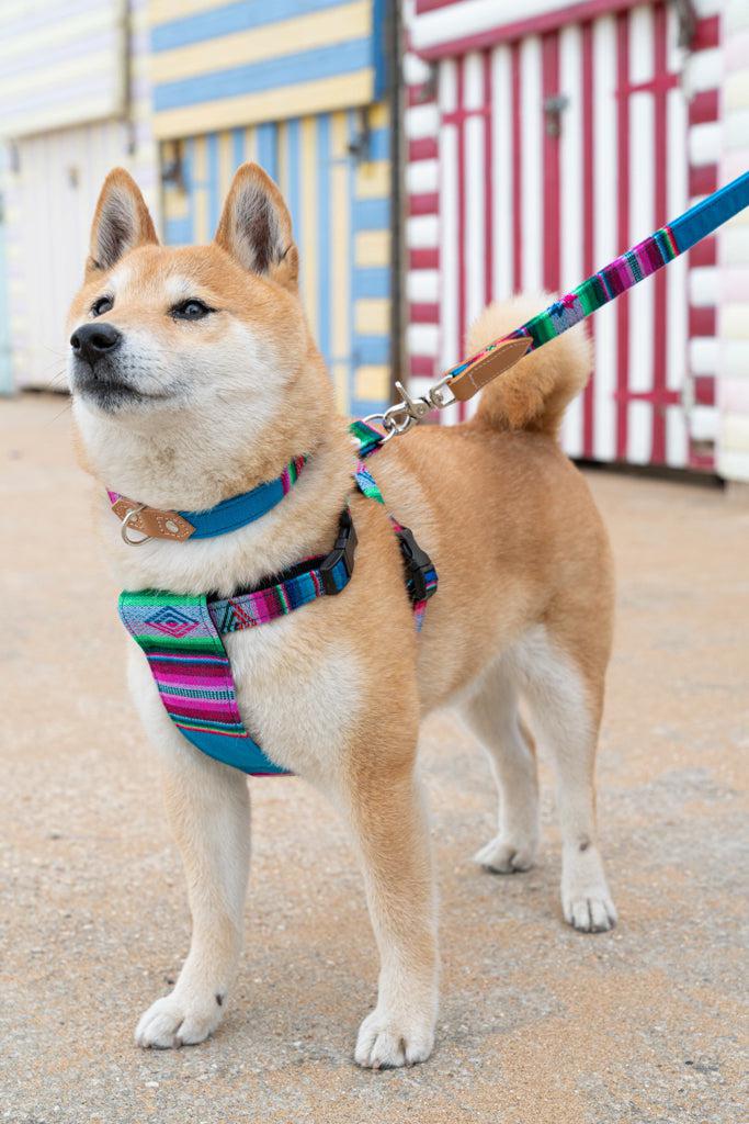 Inca Blue Dog Harness-Dog Harness-Hiro + Wolf