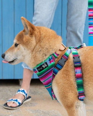 Inca Blue Dog Harness-Dog Harness-Hiro + Wolf