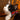 Inca Orange Cat Bow Tie-Cat Collar Bow Tie-Hiro + Wolf