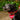 Inca Orange Dog Bandana-Dog Collar Bandana-Hiro + Wolf