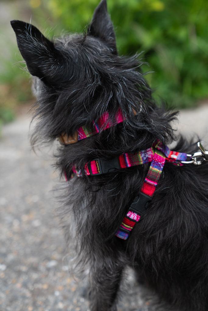Inca Pink Dog Collar-Dog Collar-Hiro + Wolf