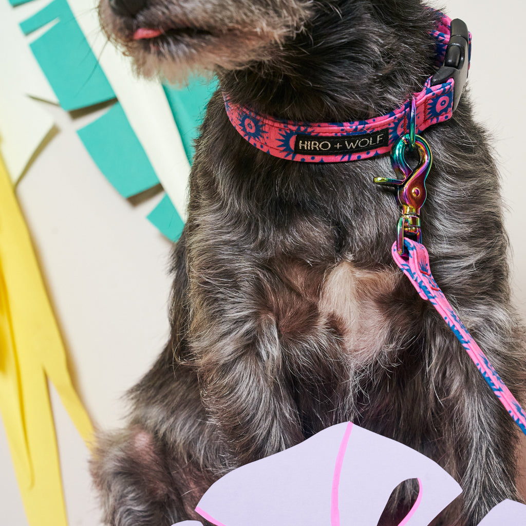 Nebula Adjustable Dog Collar-Dog Collar-Hiro + Wolf