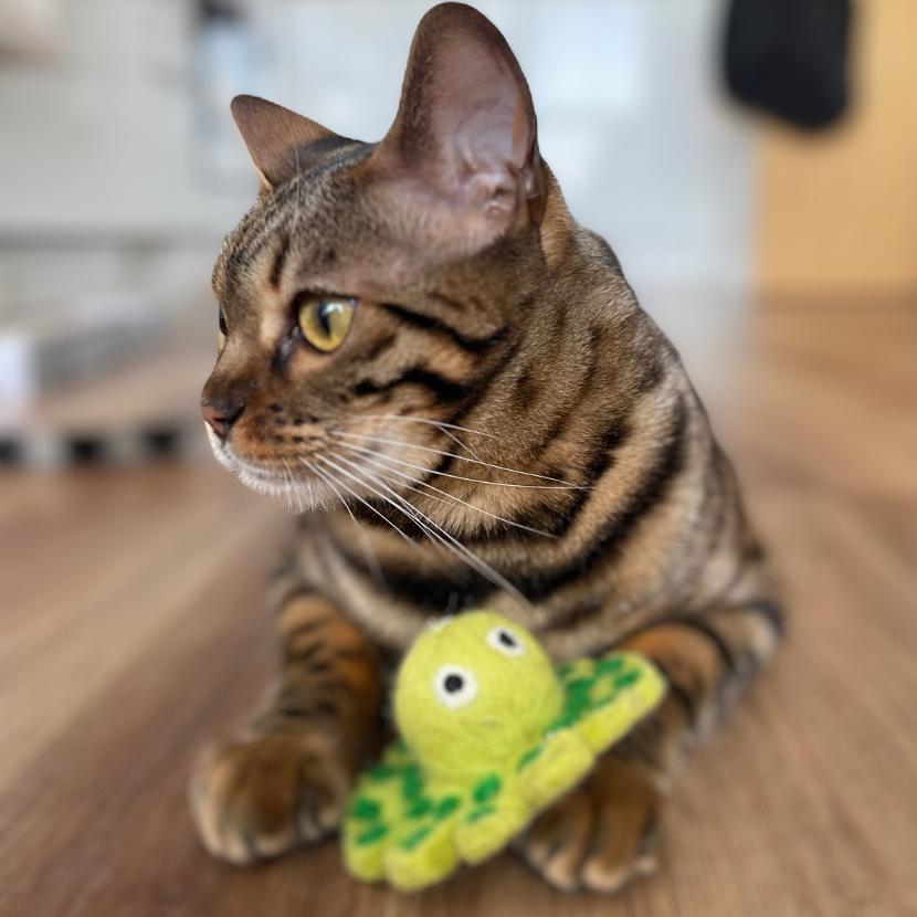 Olive Octopus Cat Toy-Hiro + Wolf