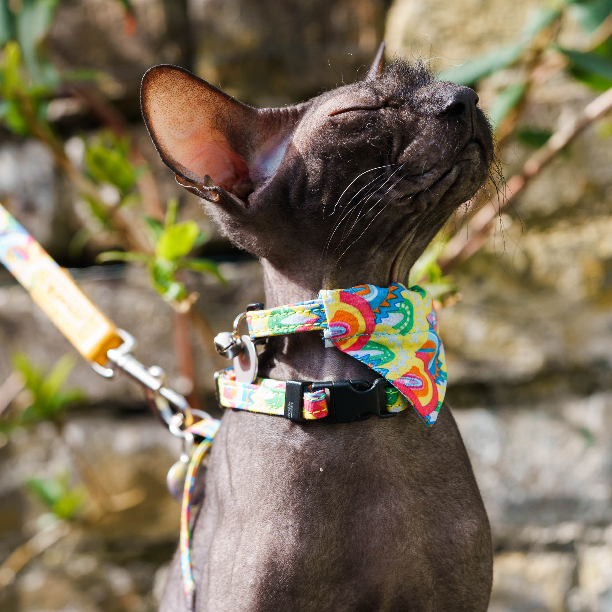 Over the Rainbow Cat Harness-Cat Harness-Hiro + Wolf