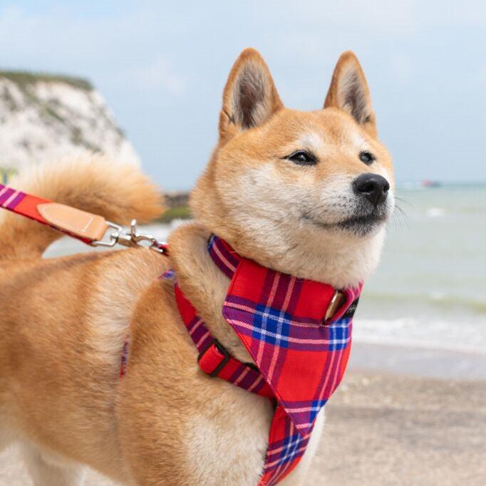 Shuka Red Dog Bandana-Dog Collar Bandana-Hiro + Wolf