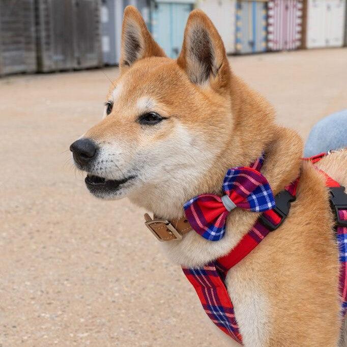 Shuka Red Dog Bow Tie-Dog Collar Bow Tie-Hiro + Wolf