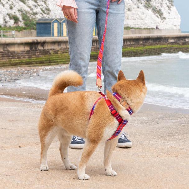 Shuka Red Dog Collar-Dog Collar-Hiro + Wolf